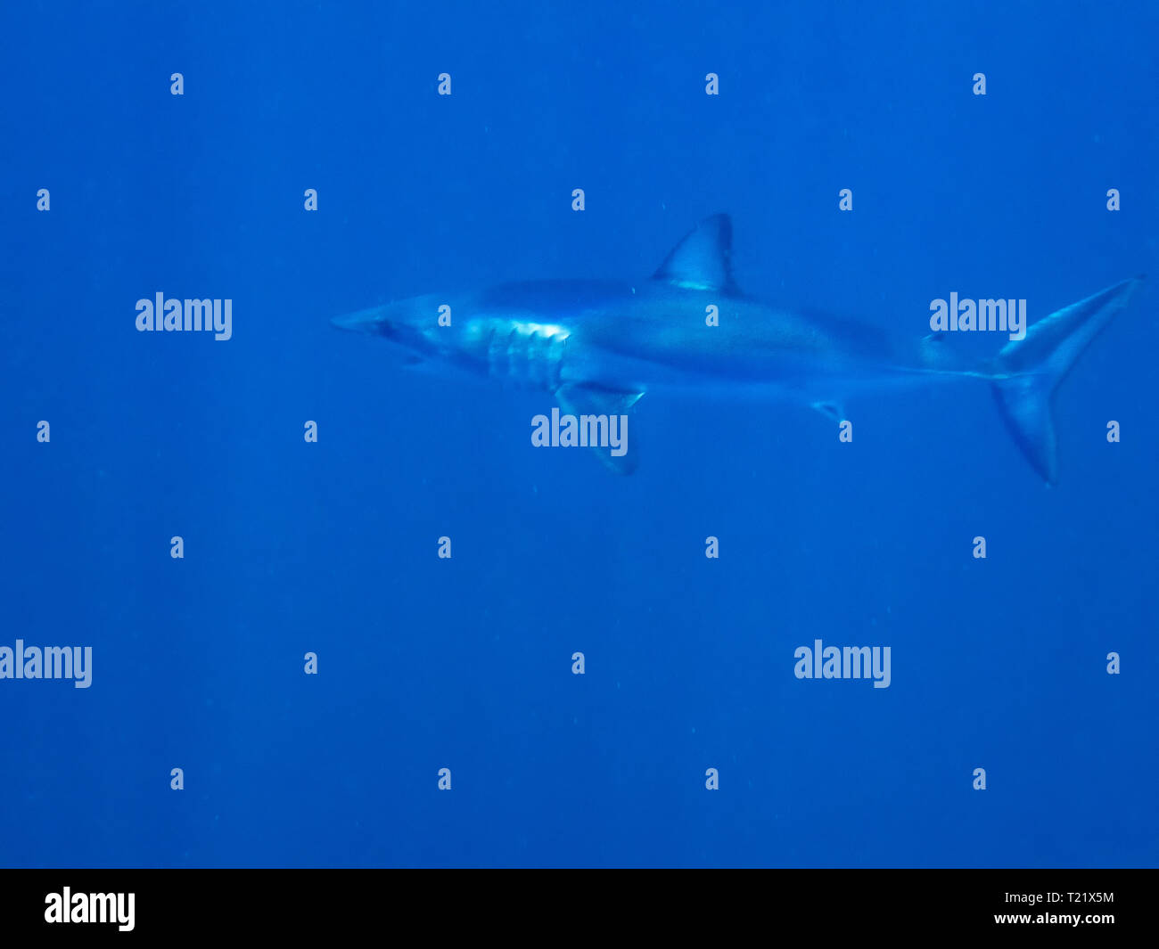 Mako Shark (Isurus oxyrinchus Stockfotografie Alamy