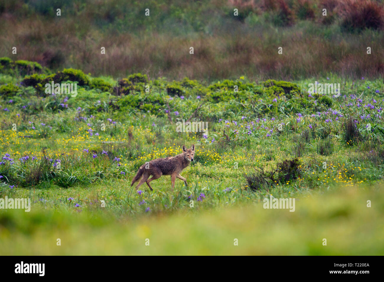 Ein Regen - getränkte coyote Pausen Mitte stride wie es kreuzt eine Wiese mit lila Iris und gelbe Butterblume Wildblumen geschmückt. Stockfoto