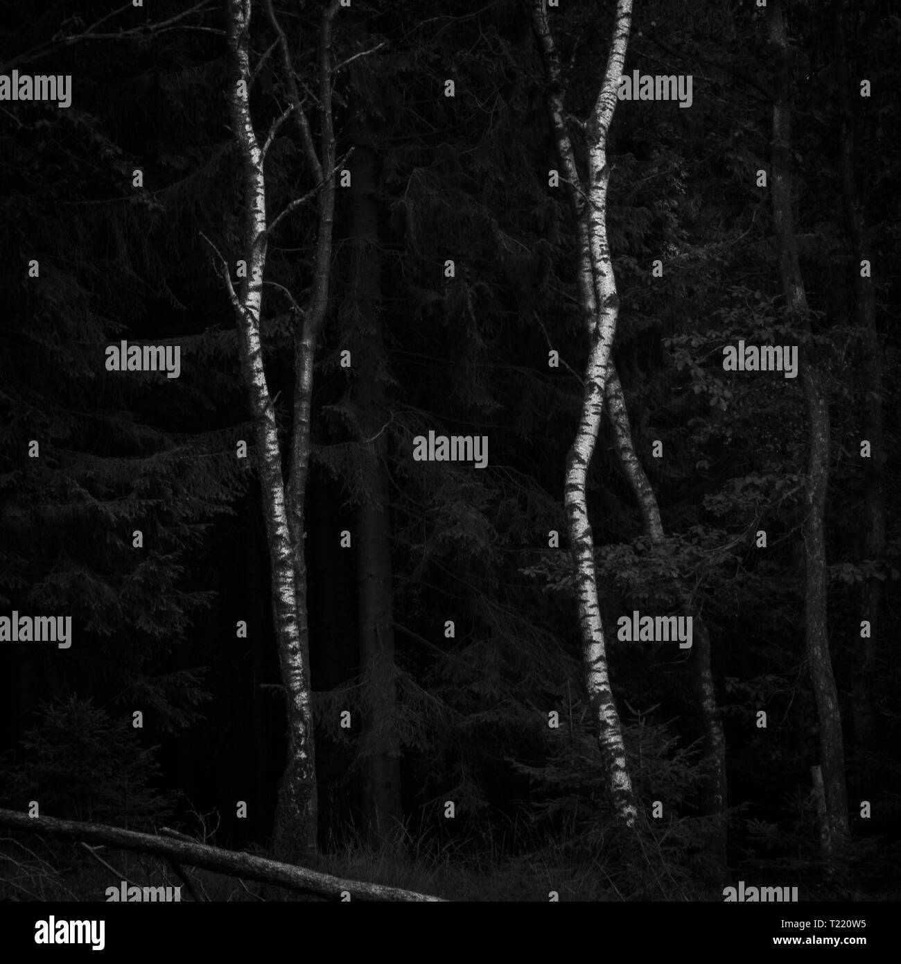 Birken in einem Wald Stockfoto