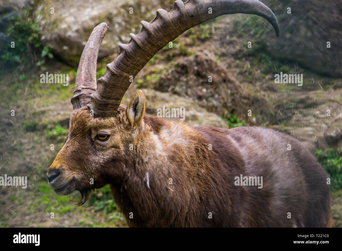 Nahaufnahme des Gesichts eines männlichen Steinböcke mit einem gebrochenen Horn, Tiere aus den Europäischen Alpen Stockfoto