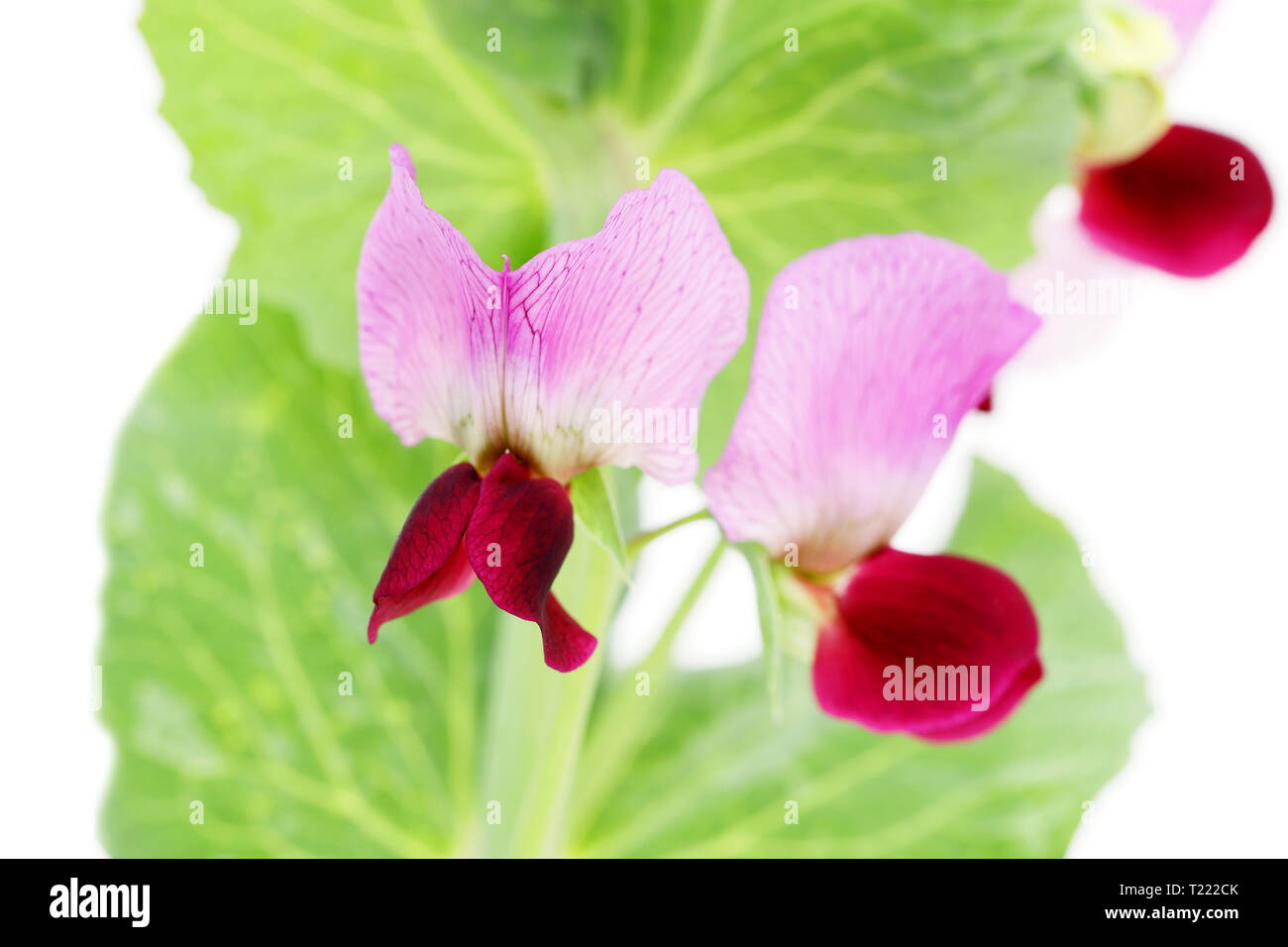 Grüne Bohne Blumen auf weißem Hintergrund Stockfoto