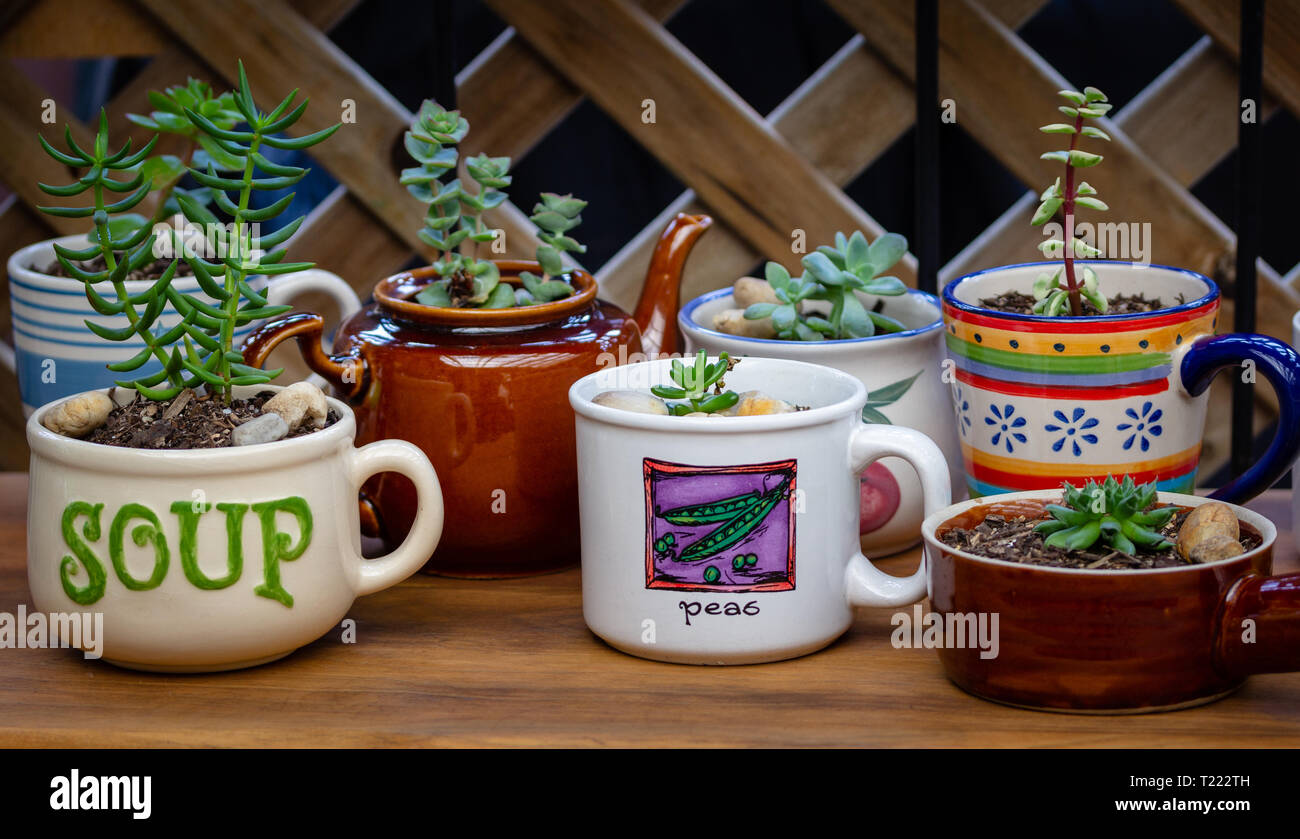 Echten wiederverwendet, recycelt, wieder vorgesetzt, Töpfe und Becher für Sukkulenten, Alternative zu Kunststoff Töpfe Stockfoto