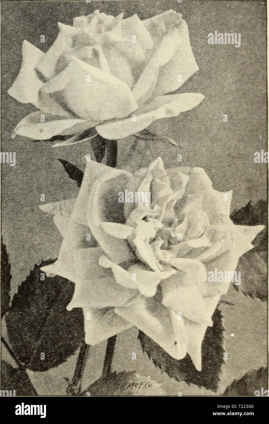Archiv Bild von Seite 44 der Dingee Leitfaden zur Rose Kultur Dingee Leitfaden zur Rose Kultur: 1850 1910 dingeeguidetoros 19 Ding 1 Jahr: 1910 1910 DiNGEE Leitfaden für Rose Qture,, g#i 850l EVERBLOOMING TEE ROSEN, fortgesetzt * ANDREW SCHWARTZ (Everblooming Jack). Die Blüten sind groß und der ausgezeichneten Substanz. Farbe leuchtend scharlachrote, ändern, die zu den reichen cFimson. Es ist eine starke, stabile und Züchter, und knowTi als der wahre Kaffee Jacqueminot wegen seiner Ähnlichkeit zu dieser Sorte. ANNA OLIVER. Eine hervorragende Gratis - blühende Rose. Eine der besten Rosen für den allgemeinen Anbau, gelingen - ing in fast jeder Situation. Die fl Stockfoto
