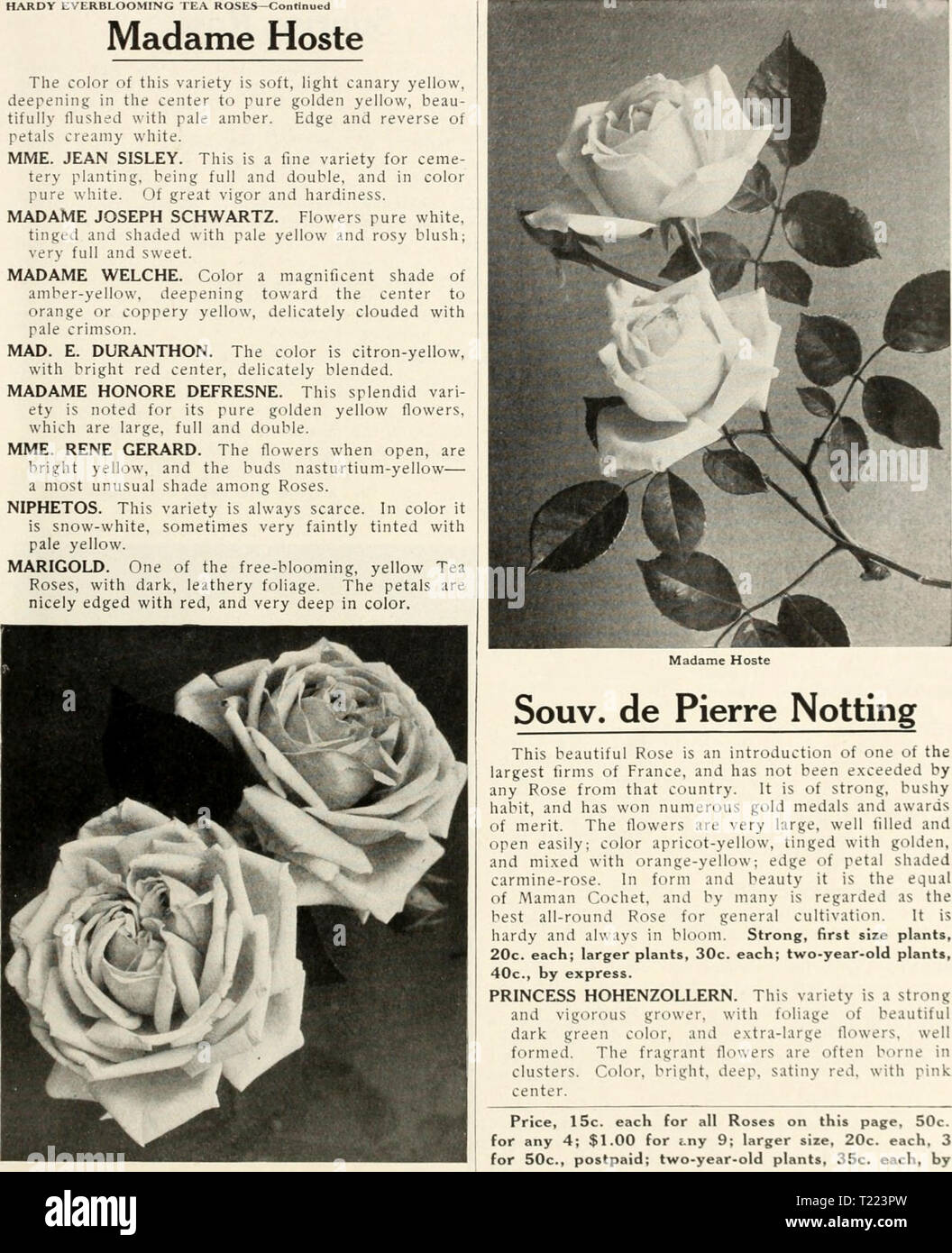 Archiv Bild von Seite 46 der Dingee Leitfaden zur Rose Kultur Dingee Leitfaden zur Rose Kultur: Seit mehr als 60 Jahren eine Behörde dingeeguidetoros 19 Ding 5 Jahr: 1914 Ihr: ST GR OXAE, Pa. HARDY EVERBLOOMING TEE ROSEN - Madame Hoste setzte die Farbe dieser Sorte ist weich, leicht Kanariengelb, Vertiefung in der Mitte der reinen Goldgelb, Beau-tifully mit blass gelb gespült. Rand- und Rückwärtsgang der Blütenblätter creme-weiß. MME. JEAN SISLEY. Dies ist eine feine Auswahl für Ceme- terie Einpflanzen, voll und Doppel-, und in der Farbe reinweiß. Von großer Kraft und Widerstandsfähigkeit. MADAME JOSEPH SCHWARTZ. Blumen rein Stockfoto