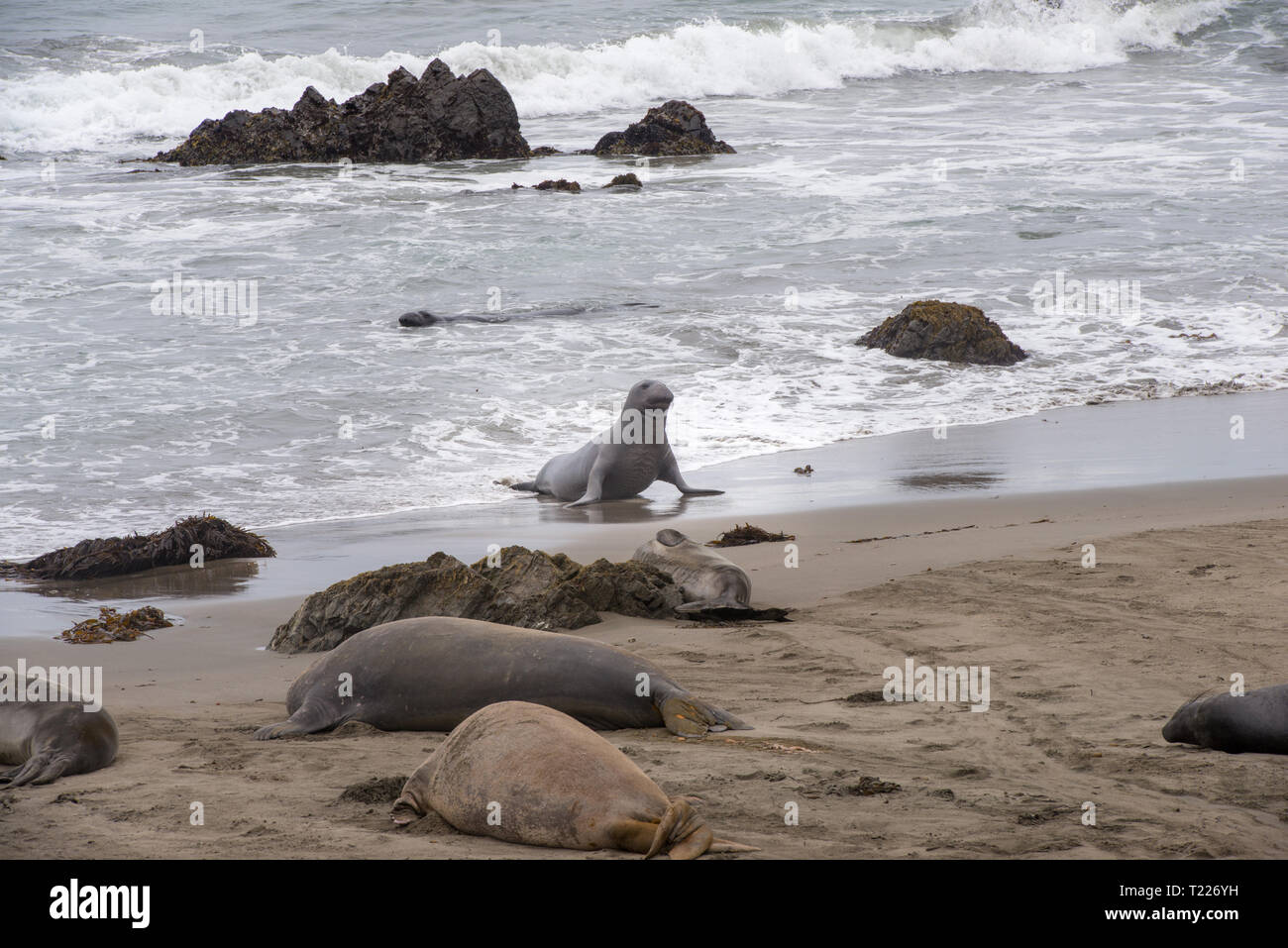 Die Piedras Blancas Elefant Robbekolonie auf der zentralen Küste von Kalifornien, beherbergt eine grosse Anzahl von Migration Seeelefanten, jährlich kommen. Stockfoto