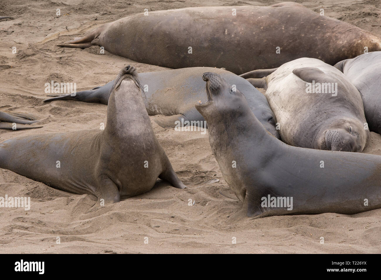 Die Piedras Blancas Elefant Robbekolonie auf der zentralen Küste von Kalifornien, beherbergt eine grosse Anzahl von Migration Seeelefanten, jährlich kommen. Stockfoto