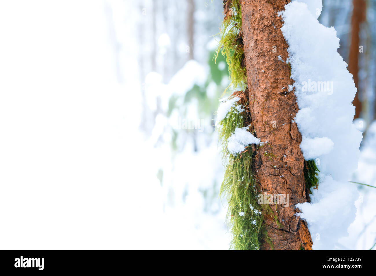 Anzeige Raum (Raum für Text, oder Platz kopieren) auf grünem Moos wächst auf Skinny brauner Baumstamm mit Schnee, der rechten Seite, in einem Wald Moor, nach einem Schnee Stockfoto