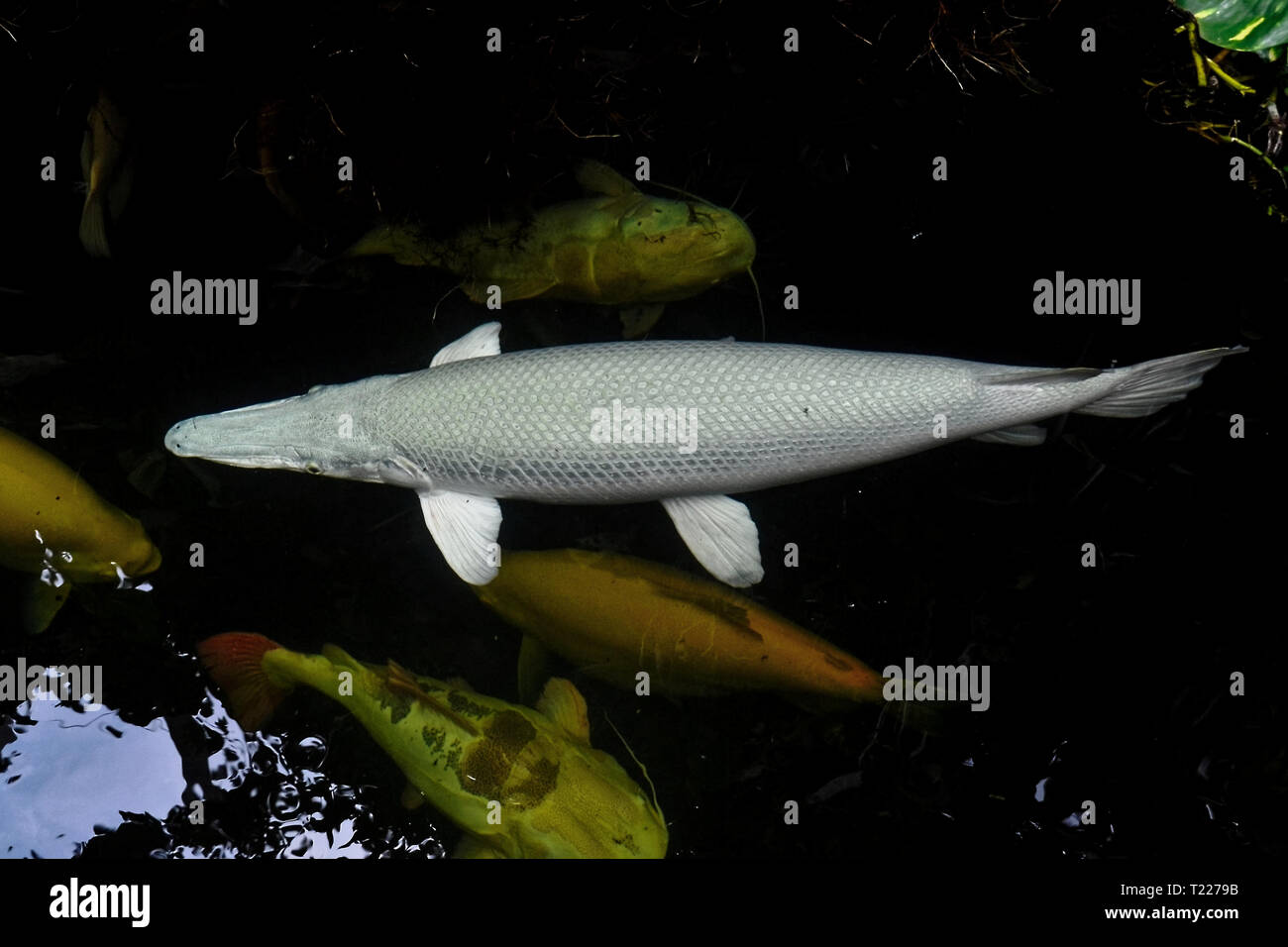 Ein Foto von 3 ft. Platin Alligator Gar Stockfoto