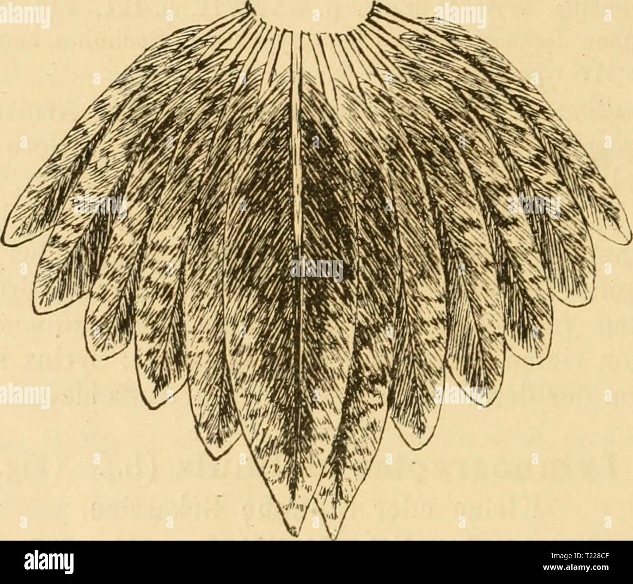 Archiv Bild ab Seite 895 von Die Vögel der paläarktischen Fauna Vögel der paläarktischen Fauna systematische Übersicht der in Europa sterben, nord-asien und der Mittelmeerregion vorkommenden Vögel dievgelderpal 02 hart-Jahr: 1910 1670 Limicolae. weißen Endsäumen. Oberflügeldecken schwarz mit rotbraunen Zeichnungen und einigen feinen weißen Säumen, die längste Reihe mattschwarz mit schmalen braunen Säumen und weißen Flecken an den Spitzen der Innen-Fahnen. Handschwingen und Handdecken trüb schwarz mit schmalen schmutzigweißen Spitzensäumen, sterben Eine Höhle Armschwiugen bedeutend breiter, Sindh; innere Stockfoto