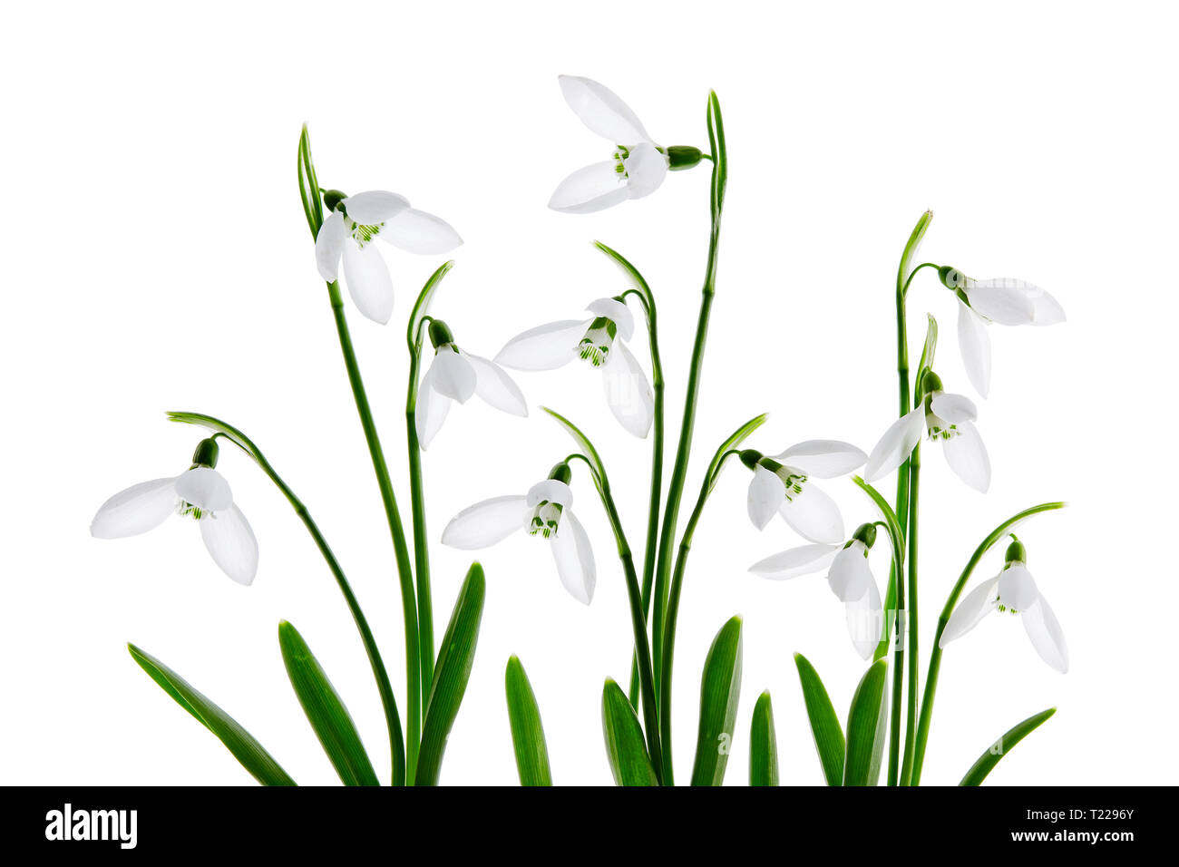 Frühling Schneeglöckchen Blume, auf weißem Hintergrund Stockfoto