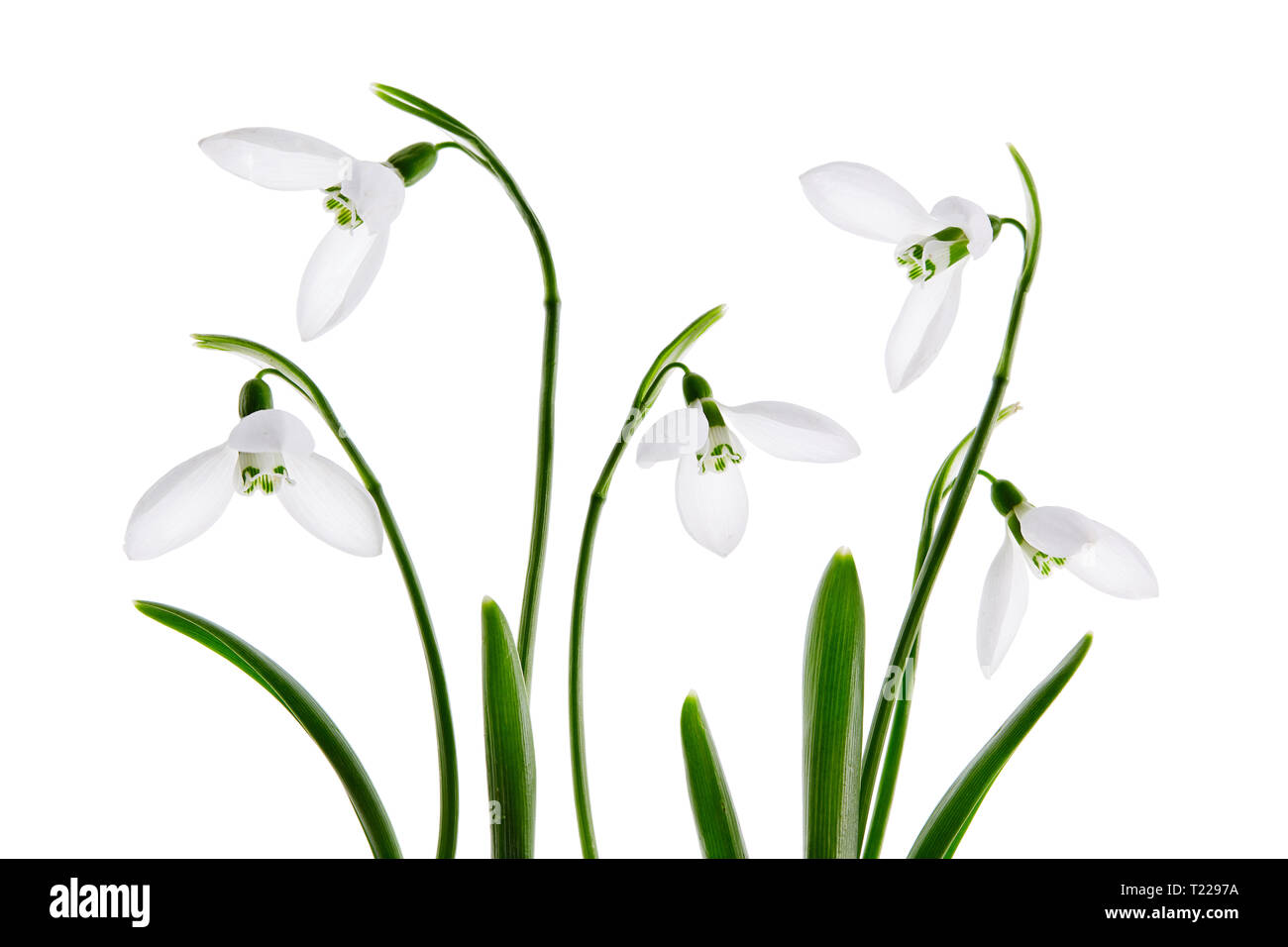 Frühling Schneeglöckchen Blume, auf weißem Hintergrund Stockfoto