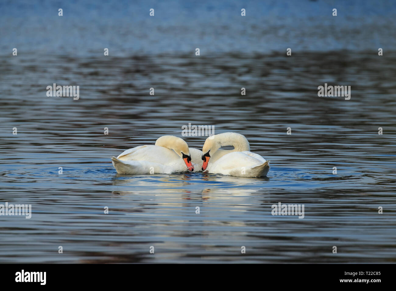 Der Höckerschwan ist eine sehr große weiße Wasservogelarten. Es hat eine lange s-förmigen Hals und eine orange Rechnung mit schwarz an der Basis davon. Stockfoto