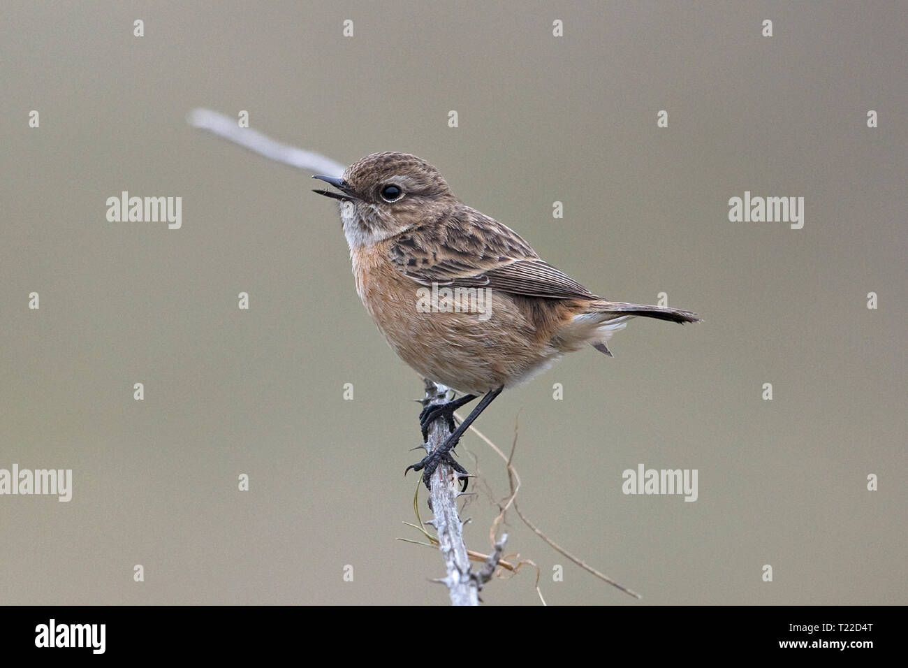 Schwarzkehlchen (Saxicola Torquata) Stockfoto