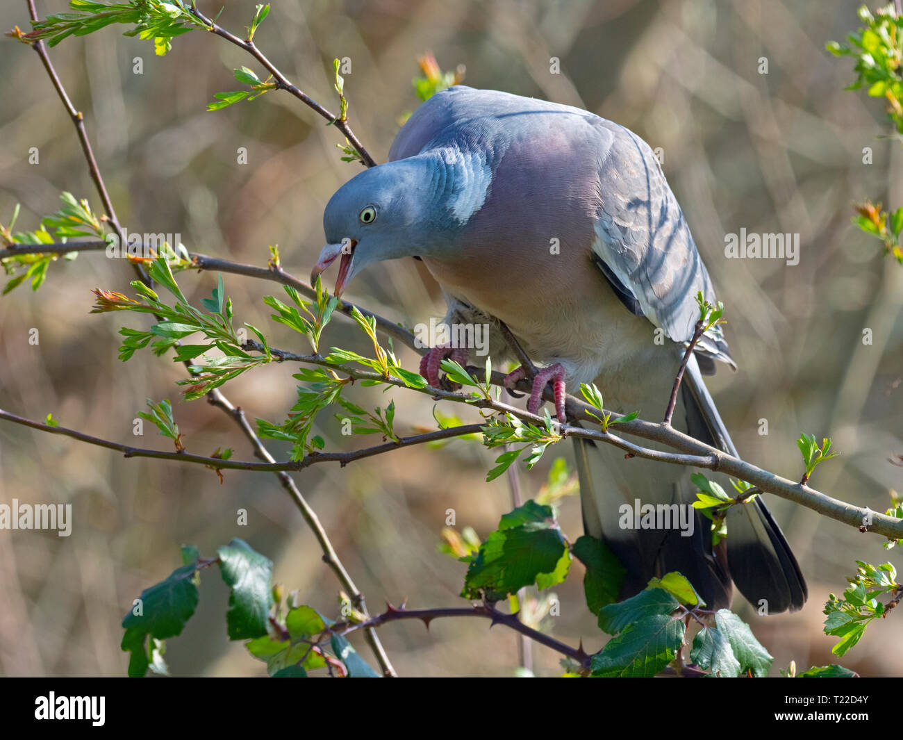 Ringeltaube Columba palumbus Fütterung auf neue Knospen Stockfoto