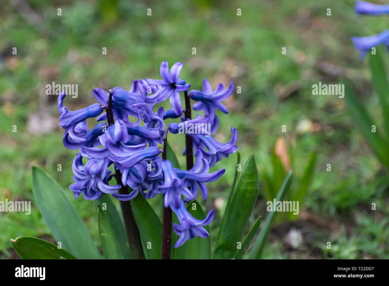 Holz Hyazinthen: Spanisch Blue-Bells in deutschen Park. Giftige indigo Blumen und Pflanzen. Rotwild beständig Blumen. Stockfoto
