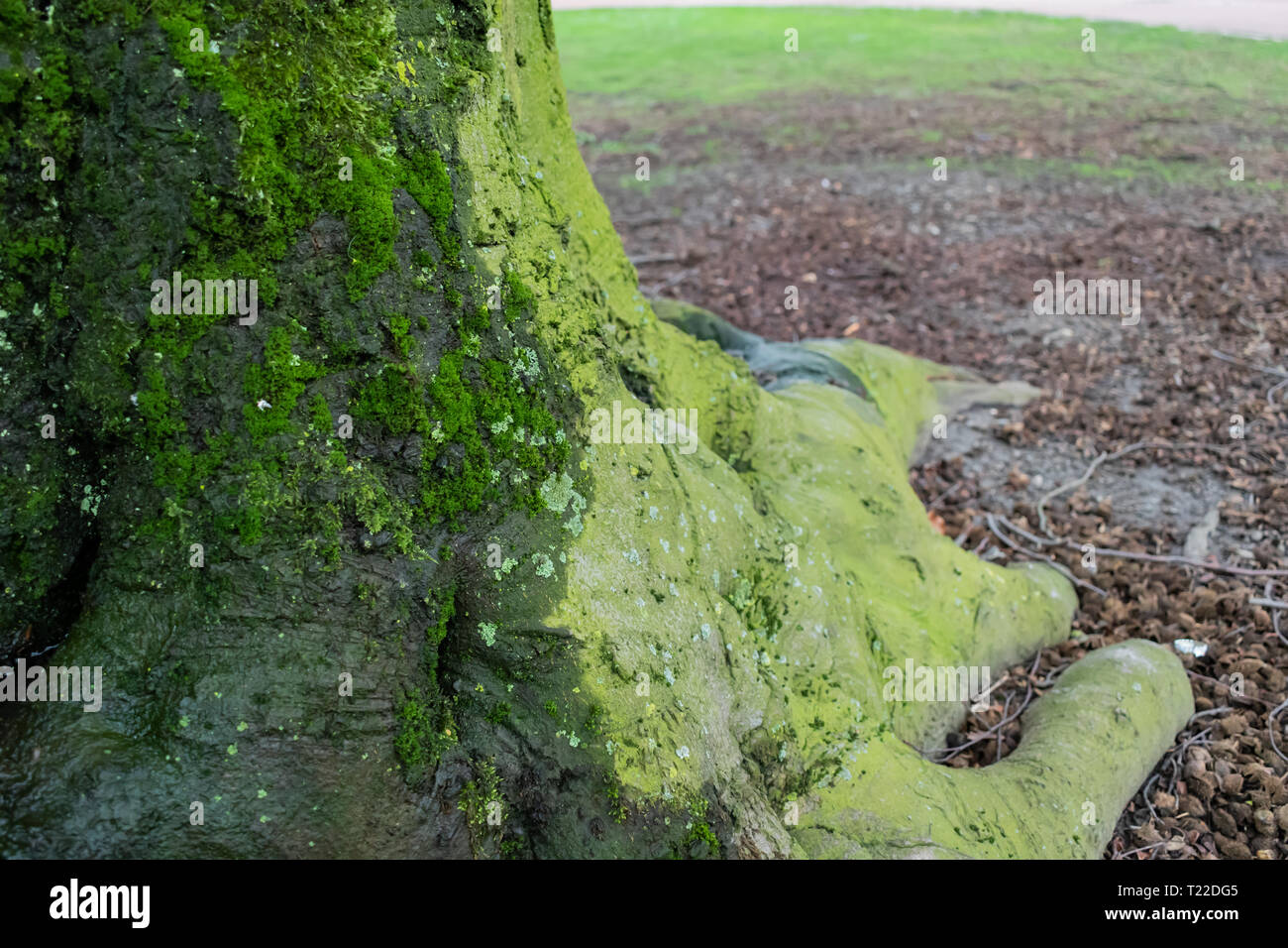 Nahaufnahme der Baumstamm mit Feder wächst Moos und Flechten. Offenen Raum. Scharfe Spitze mit unscharfem Hintergrund. Urban City Park in Deutschland Stockfoto