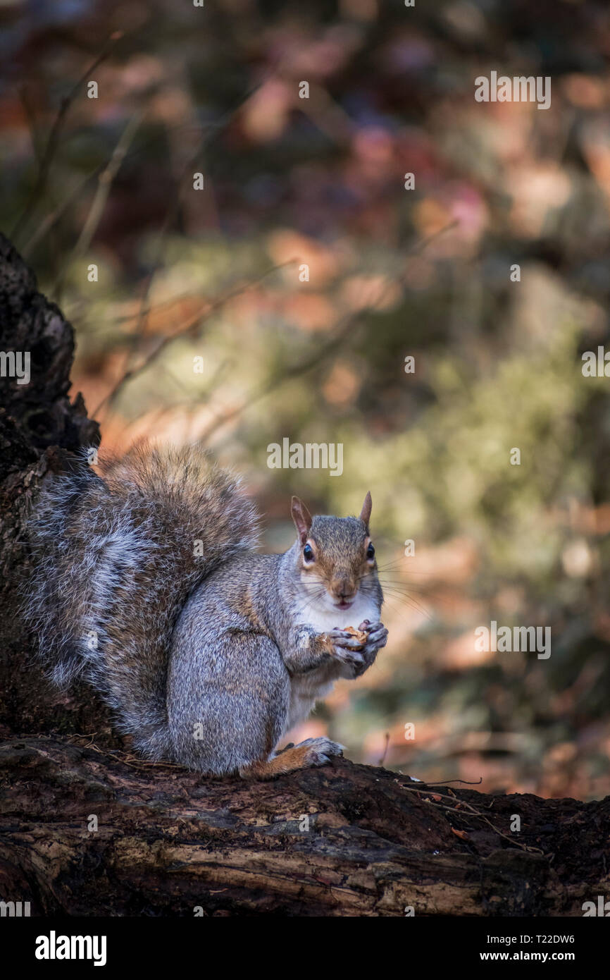 Ein Eichhörnchen isst eine Mutter auf einem gefallenen Baumstamm Stockfoto