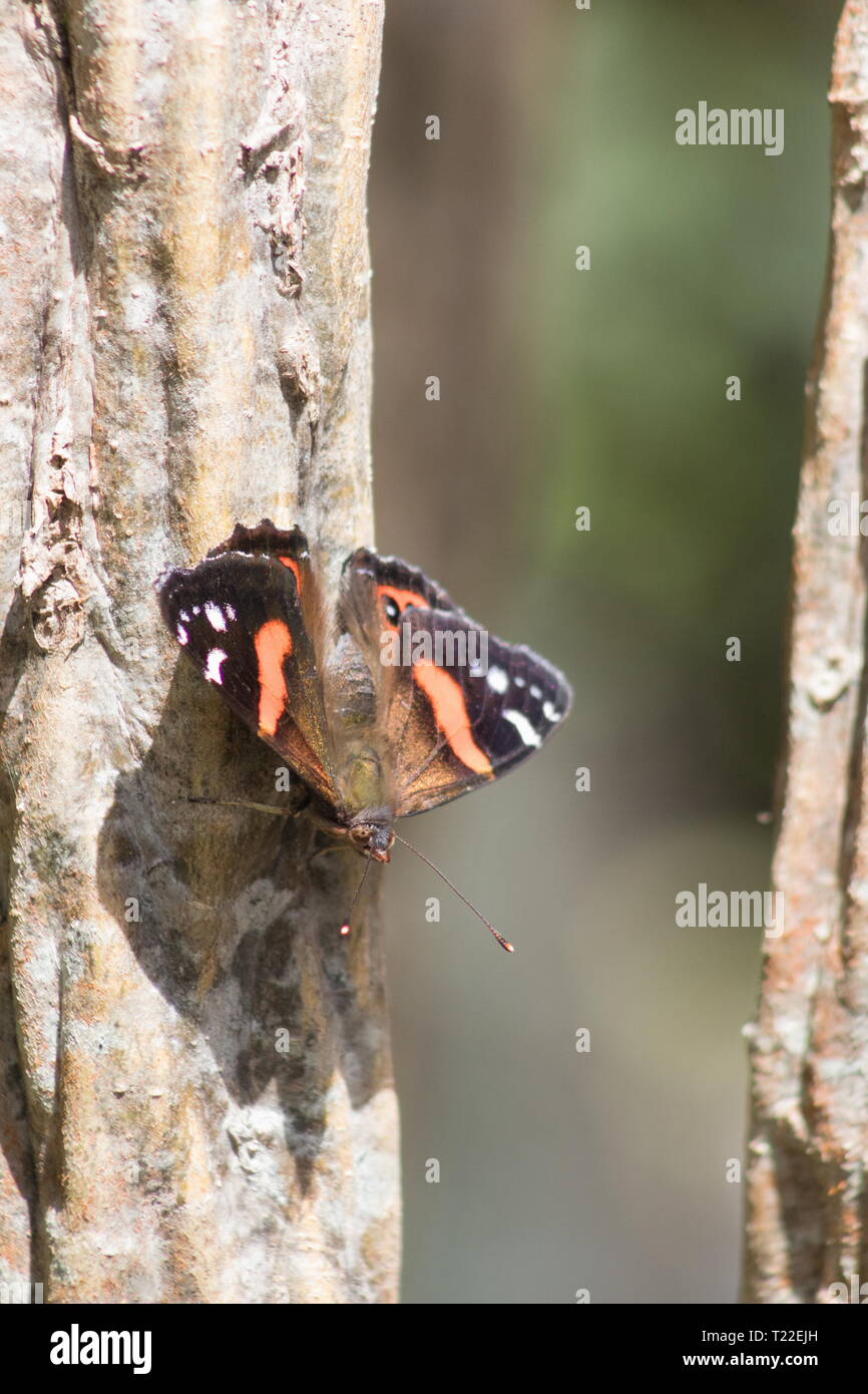 Die Neuseeländische Red Admiral (Vanessa gonerilla) ist ein Schmetterling (endemisch in Neuseeland. Stockfoto