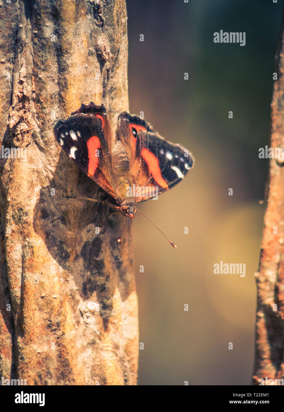 Die Neuseeländische Red Admiral (Vanessa gonerilla) ist ein Schmetterling (endemisch in Neuseeland. Stockfoto