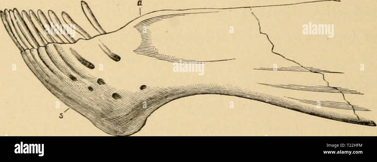 Archiv Bild von Seite 7 von Diplodocus (Sumpf) seine Osteologie