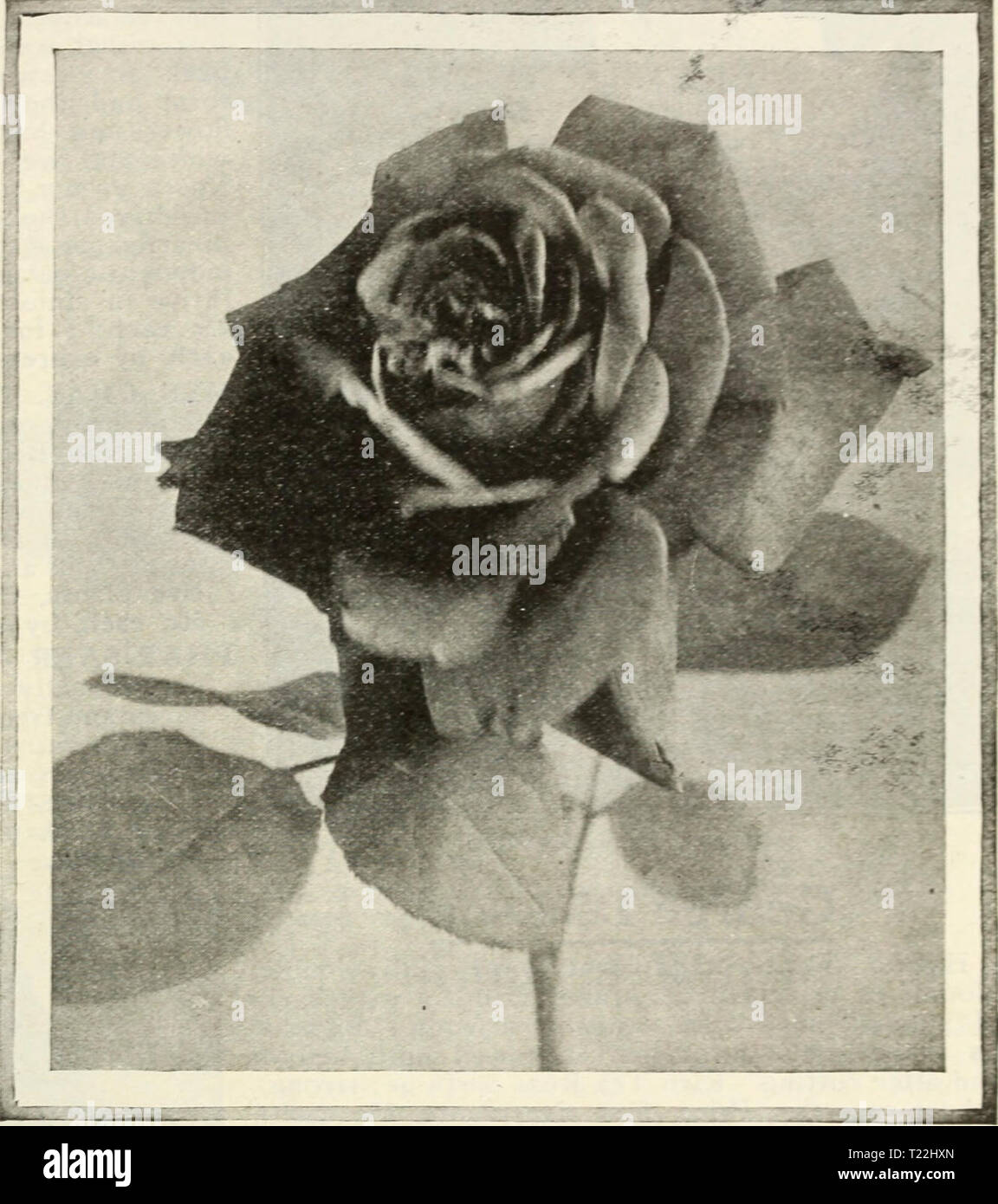 Archiv Bild Von Seite 14 Der Dingee Leitfaden Zur Rose Kultur Dingee Leitfaden Zur Rose Kultur Seit Mehr Als 60 Jahren Eine Behorde 1918 Dingeeguidetoros 19 Ding 10 Jahr 1918 S Im 18
