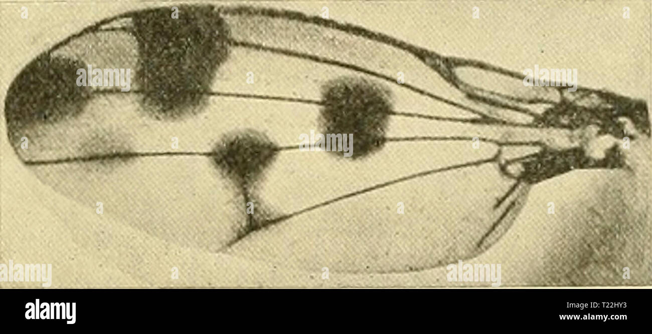 Archiv Bild von Seite 14 der Diptera Lonchaeidae, Sapromyzidae, Ephydridae, Diptera: Lonchaeidae, Sapromyzidae, Ephydridae, Chloropidae, Agromyzidae dipteralonchaeid 00 Lamm Jahr: 1912 Lamm - DIPTERA: LONCHID, SAPROMYZIDE, EPHYDRIDE usw. 309 Kopf (PI. 15, Abb. 7). Frons stumpf, weißlich gelb, etwas dunkler unscharfe Streifen erstreckt sich von der Vertex an der Basis des antennse. Zifferblatt weiß. Der Hinterkopf gelb hinter dem Scheitelpunkt, schwärzlich hinter den Augen; unter den gelben Teil sind zwei silberne Punkte mit schwarzen borstigen Haare. Chsetotaxy normal, aber der post-Verticals lang und überquert n Stockfoto