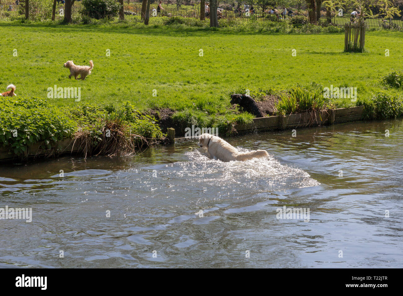 Hund spielen in River Wandle Stockfoto