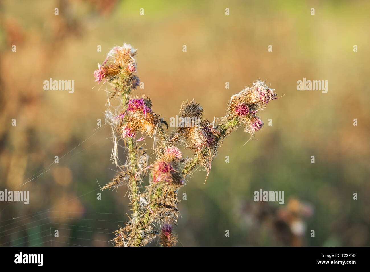 Klimawandel Dürre wegen Mangel und das Fehlen von Regen und Wasser, den Tod auf vegetion Stockfoto