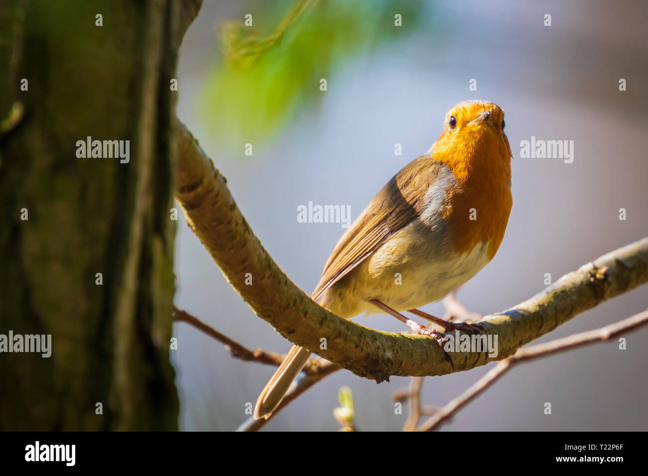 Europäische Robin (Erithacus Rubecula) Gesang in Sonnenstrahlen Sonnenlicht während der Paarungszeit im Frühling. Stockfoto