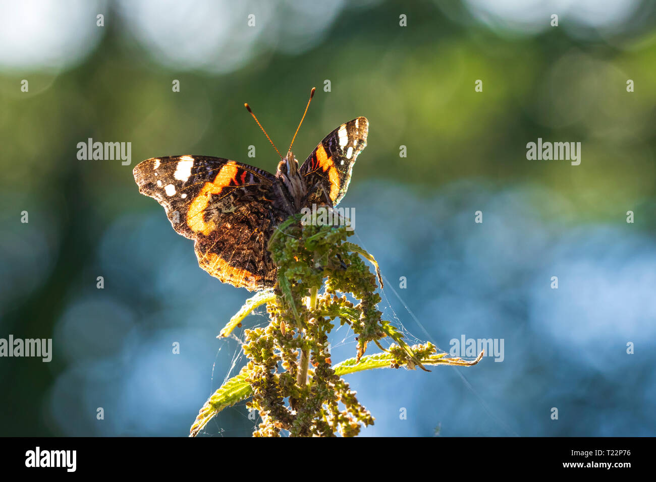 Red Admiral Schmetterling, Vanessa Atalanta, ruht auf einem Stiel in Grünland. Stockfoto