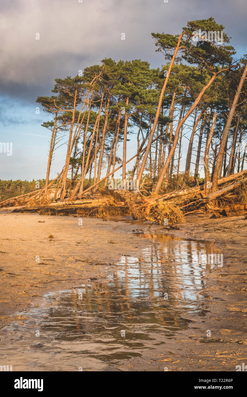 Deutschland, Mecklenburg-Vorpommern, Darss, Ahrenshoop, West Beach, disrooted Bäume Stockfoto