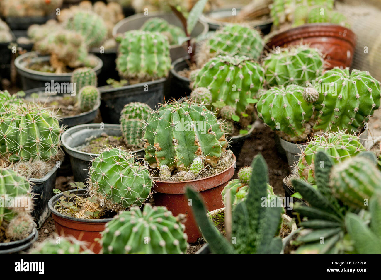 mammillaria boscana mammillaria bocasana 4” pot – Dose of Succulents main image 0
