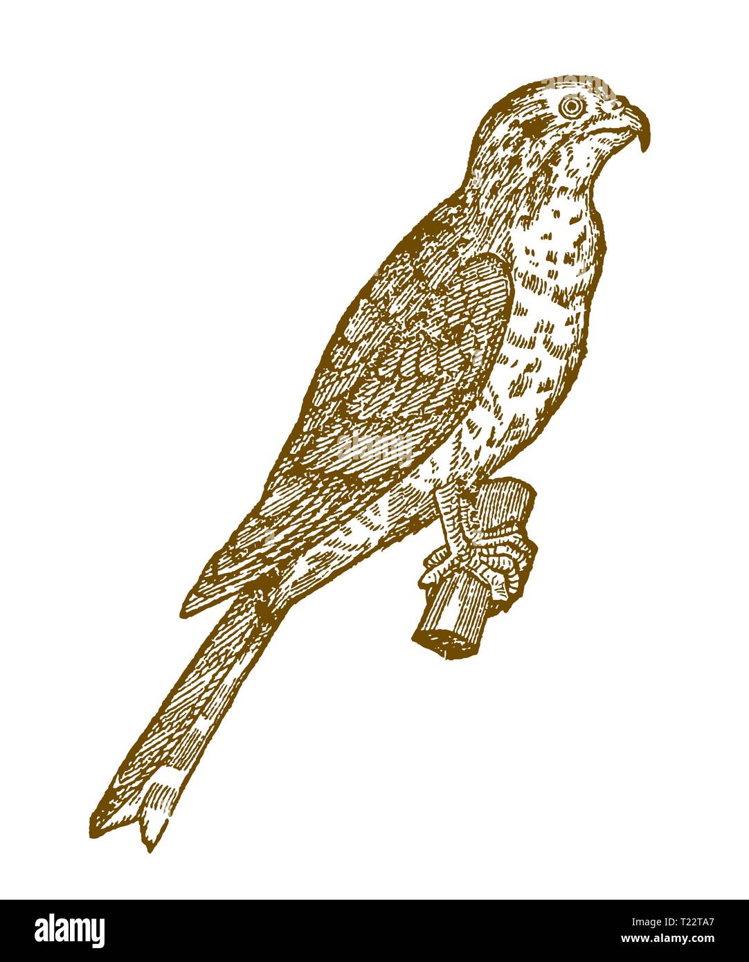 Eurasischen Sperber (accipiter Nisus) sitzen auf einem Ast. Abbildung: Nach einem historischen Holzschnitt aus dem 16. Jahrhundert Stock Vektor