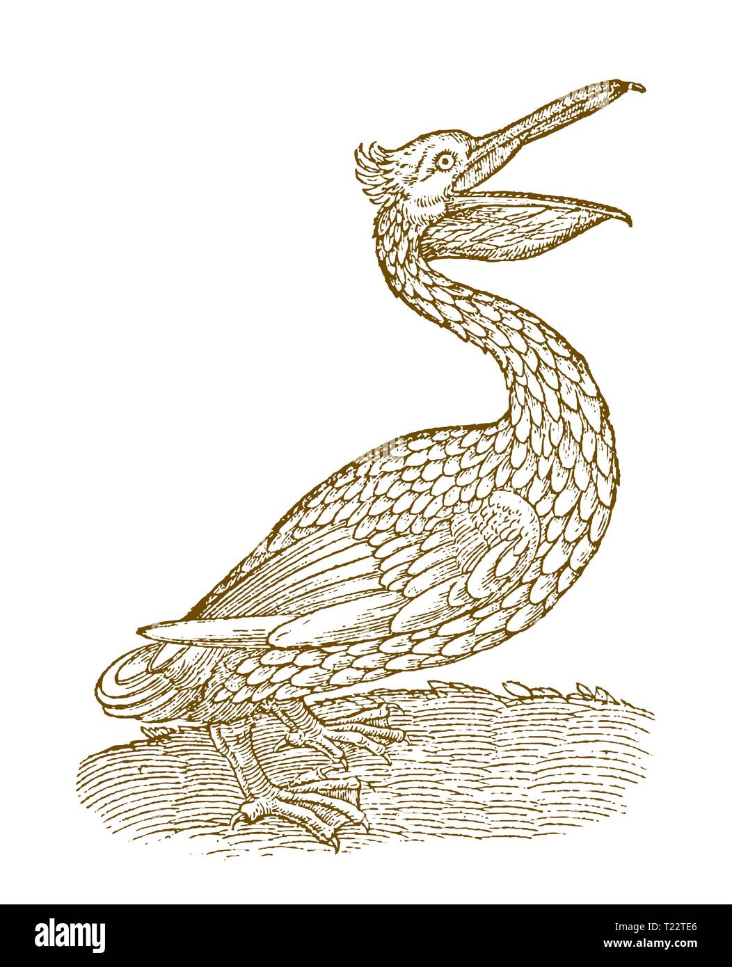 Pelikan in der Seitenansicht mit geöffnetem Schnabel. Abbildung: Nach einem historischen Holzschnitt aus dem 16. Jahrhundert Stock Vektor