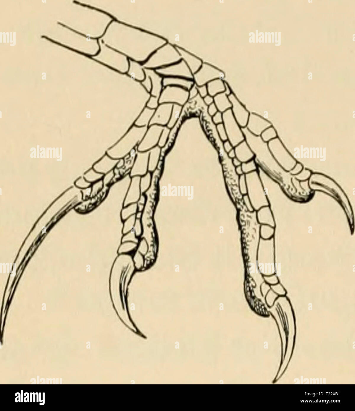 Archiv Bild von Seite 27 der Sterben Vögel; Handbuch der systematischen Sterben Vögel; Handbuch der systematischen Ornithologie dievgelhandbuc 02 reic Jahr: 1913 14 Scansores. Klettervögel. ersten Zehe bezeichnend (Bild'. 0.). iJie Vorderzehen Sindh unverhunden; der" Schwanz ist-stufig mit breiten Federn. Stärkere Vögel von Krähen- biz Hähergrösse. Abb. 40 Arten in Afrika, Madagaskar, Indien, auf den Philippinen, Sundainsehi, Molukken, Neu-Guinea und den zugehörenden Inseln Ijis125. CentropUS 111. Einzige Gattung. Sterben Sporenkuckucke machen sich in ihrem Wohn-Gebiet besonders durch ihre e Stockfoto