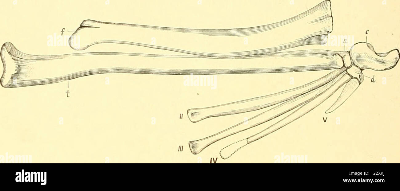 Archiv Bild von Seite 29 Der Dinosaurier von Nordamerika die Dinosaurier von Nordamerika dinosaursofnort 00 mars Jahr: 1896 154 DINOSAURIER OP' NORDAMERIKA., dass jetzt viele der wichtigsten Zeichen der Gruppe kann er mit Sicherheit festgestellt. Die vorderen und hinteren Gliedmaßen. In seinem jetzigen Zustand der Probe sowohl den Vorder- und Hinterbeinen Gliedmaßen in guter Erhaltung, Teile des Skapuliers Arch, und appar - auch das gesamte Becken und Kreuzbein, verschiedene Wirbel zeigt?, Rippen, und andere Teile des Skeletts. Es ist zweifelhaft, ob Teile des Schädels ausreichend für die Bestimmung beibehalten werden. Stockfoto