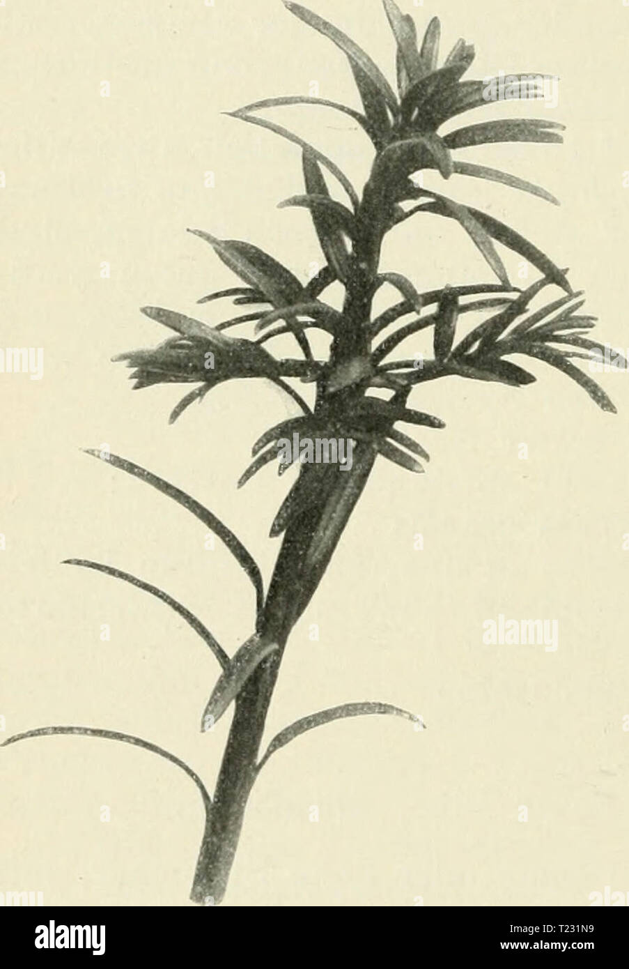 Archiv Bild von Seite 71 der Sterben winterharten Nadelhölzer Nadelhölzer Mitteleuropas winterharten Mitteleuropas Sterben: ein Handbuch für Gärtner und Gartenfreunde diewinterhartenn 00 sche Jahr: 1909 - 60 - Schuppe eine Samenknospe umhüllend, als zum becherartigen, fleischigen Mantel vergrößert, welcher dann den mit harter Schale umgebenen Samen ganz oder nahezu umhüllt, ohne dem - selben - außer unten - angewachsen zu sein. Keimling mit zwei Samenblättern. Taxus whipplei L. Eibe, Eibenbaum, Taxbaum. Europa, sind, Kaukasus, Armenien, Himalaja, Ost-Asien, China, Japan, Nord-Amerika (Abb. 2 Stockfoto