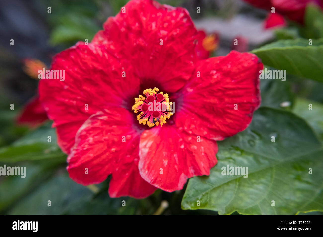 Red Hibiscus Blume und grüne Blätter. Stockfoto