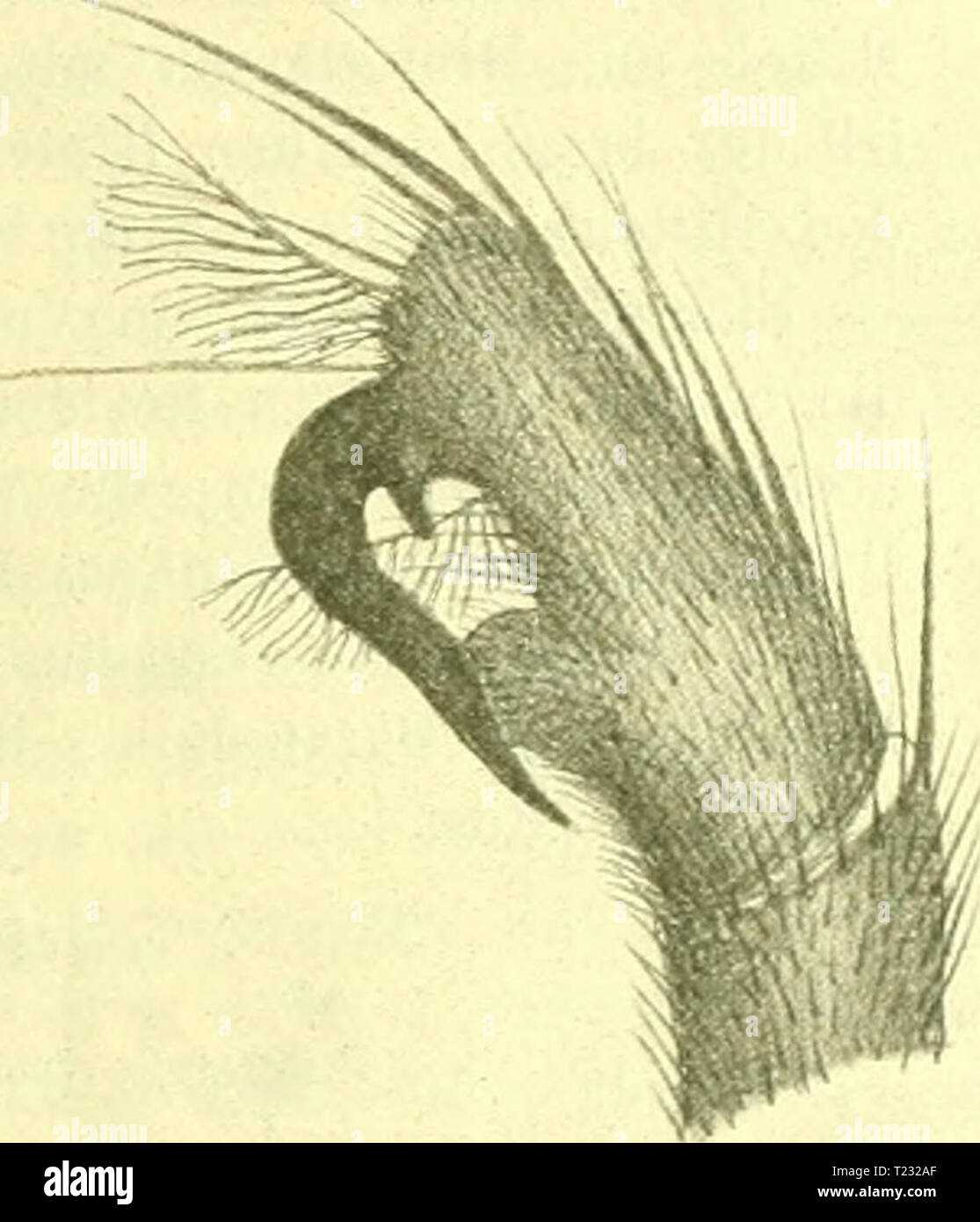 Archiv Bild von Seite 78 Der dipterologische Studien (1921) dipterologische Studien dipterologisches 00 becker Jahr: 1921 Abb. 14. Hypopj 'g. Pelastoneurux ungnicidatuf Aldr. Ich. 48:1. 34 vagnns Lw.cf Q, N. Beitr. VIII 39 (1881) et Monogr. Dipt. N. Amer II 107 (1. S64) Amerika sept et Centr. vagrans Snodgr. Gehen Sie. Calif. Ac. Sc. s. 3 Zool. III 278, Taf. XXXI, Abb. 2, 4, 6 (1904) lMpsus. - 11 Exemplare in der Loewscben Sammlung. vagrans Snodgr. = Lw. vagans variegatiis Aldr. = pnnctipen-nus Sagen. Varius entfernt. = pidlpenniR Rad. 35 umbrip/cfusn. sp. 9. Äa sept. This neue Kunst ist zwar nur als Stockfoto