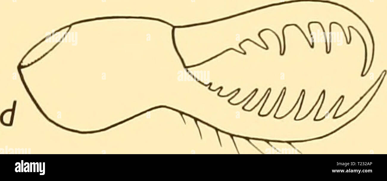 Archiv Bild von Seite 78 der Entdeckung berichten (1932) Entdeckung berichten discoveryreports 06 inst Jahr: 1932 NYMPHONIDAE 67'/F:: = 3 Beschreibung Der Holotyp {). Trunk kompakt, letzte zwei Paare der lateralen Prozesse in Kontakt nach proximal, die anderen durch sehr kurze Intervalle getrennt. Cephalen Segment wie weit vorher so lange; Hals sehr kurz, der oviger besetzen den meisten Platz zwischen den vorderen Cephalen lobe und ersten seitlichen Prozess. Augenhügel hoch (o-8mm.), sehr breit an der Basis (o-6 mm.), verjüngt sich auf etwa die Hälfte, die breite an der Spitze, auf der die vier Augen eingestellt sind. Setae fast Entir Stockfoto