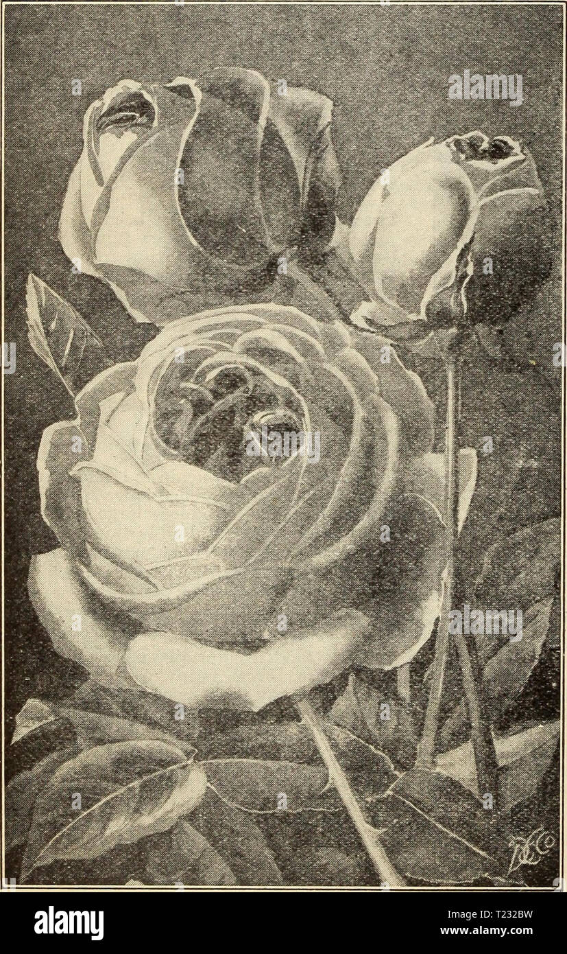 Archiv Bild von Seite 79 der Dingee Leitfaden zur Rose Kultur Dingee Leitfaden zur Rose Kultur: 1850 1910 dingeeguidetoros 19 Ding 1 Jahr: 1910 DiNGEE Leitfaden zur Rose Kultur 1910 Polyantha oder Fairy Roses die Mitglieder dieses unterschiedliche und reizvolle Klasse von everblooming Rosen sind durch ihre Zwerg unterschieden, buschigen Wuchs von Wachstum, mittelgroß, sehr doppelte Blüten und dehghtful Duft. Sie sind in großen Clustern und Massen getragene, fast über die gesamte Anlage mit einem Blatt Blüte. Die polyanthas sind kräftig Züchter, konstante und üppig blühenden Pflanzen, geben einen sehr schönen Effekt für allgemeine Anpflanzung Stockfoto