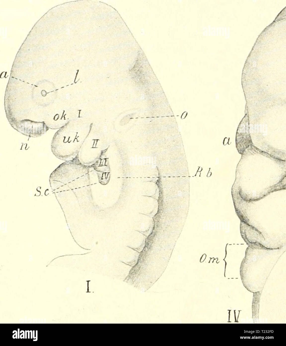 Archiv Bild von Seite 81 der Säugetiere Einführung in sterben sterben sterben sÃ¤Ugetiere. EinfÃ¼Hrung in der Anatomie und Systematik der fossilen recenten und Mammalia diesugetiereei 00 webe Jahr: 1904 u II. Skelett. "Ermel] l ung der 'omerknochen (s. Abb. 48), von denen Parker verschiedene beschrieben hat. War er vordere paarige Vomer nennt, tritt bei namenthch langnasigen :: anf und zwar bei primitiven, wie Centetes, Erinaceus. Rhynchocyon, Talpa, Sorex, Cyclothiirus, Tatusia. Manis, Orycteropus [Howes]/' Stockfoto