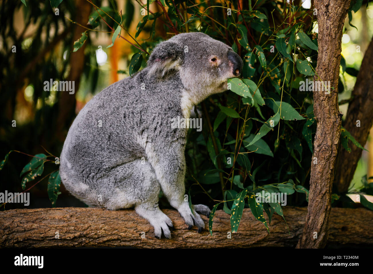 Australien, Brisbane, Lone Pine Koala Sanctuary, Koala essen Eukalyptus Blätter Stockfoto