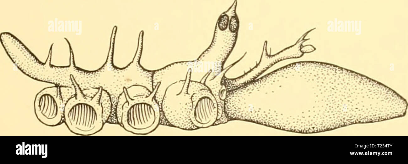 Archiv Bild von Seite 134 des Reports (1932) Entdeckung berichten discoveryreports 06 inst Jahr: 1932 AMMOTHEIDAE 123 Gattung Nymphopsis, Haswell Nymphopsis denticulata, n. sp. (Abbn. 69 und 70). St. WS 85. 25.iii.27. 8 km S66°E der lebhaften Insel, East Falkland Inseln, von 52'09' S, 58° 14' W an S2'08' S, 58° 09' W, 79 m.; S. Sh. Kommerzielle Scherbrettnetzen: ich?. Beschreibung. Trunk compact; seitliche Prozesse in Kontakt, 1-3 jeweils mit einem vorderen und einem hinteren spinose Prozess, 4 mit einem vorderen Nur ein (Abb. 69). Cephalen Segment deutlich durch eine Naht aus dem e getrennt Stockfoto