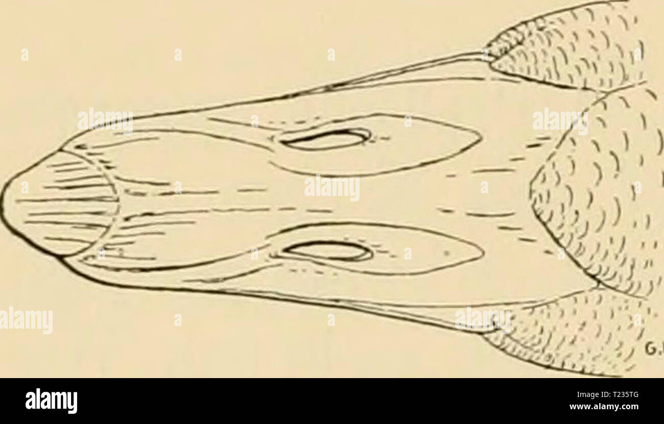 Archiv Bild von Seite 169 sterben Vögel; Handbuch der systematischen Sterben Vögel; Handbuch der systematischen Ornithologie dievgelhandbuc 01 reic Jahr: 1913 156 Lamellirostres. Zabnschnäbler. Tüpfel-Baumente. HinterhaLs und linist. In braunem seiteii Grunde mit runden weissen Flecken gezeichnet, AVeiclien schwarz und weiss gefleckt. Der grrösse Aorgenannten. Philadelphia |)], iinen Celehes, Molukken, Neuguinea. 18. Familie: Anseridae. Gänse. Abb. 96. Gänse Sterben unterscheiden sich von den Enten durch längere, bis zur 8 chwanzs]) itze reichende oder This noch überragende Flügel und massig langen Geraden Stockfoto