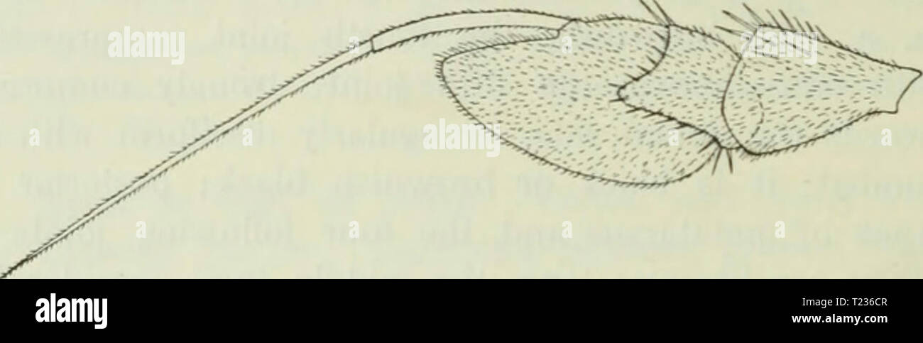 Archiv Bild ab Seite 207 von dipteren Danica Gattungen und Arten Diptera Danica: Gattungen und Arten von Fliegen, die bisher in Dänemark dipteradanicage 02 lund Jahr gefunden: 1907 200 brachycera Orthorrhapha. 2. H. obscurellus Fallen. 1823. Fallen. Dipt. Suec. Dol. 13,11 (Dolichopus). - 1824. Meig. Syst. Beschr. IV, 101,49 (Dolichopus). - 1831. Stann. Isis (Dolichopus 1831,254,43). - 1843. Zett. Dipt. Scand. II, 584, 73 (Dolichopus). - 1862. Schin. F.A.I, 227. - 1903. Kat. palaarkt. Dipt. II, 314,- Medeterus appendiculatns Macq. 1827. Soc. Sc. Lille, 45, 5. - 1834. Meig. Syst. Beschr. VII, 157, 29. - Sybis Stockfoto