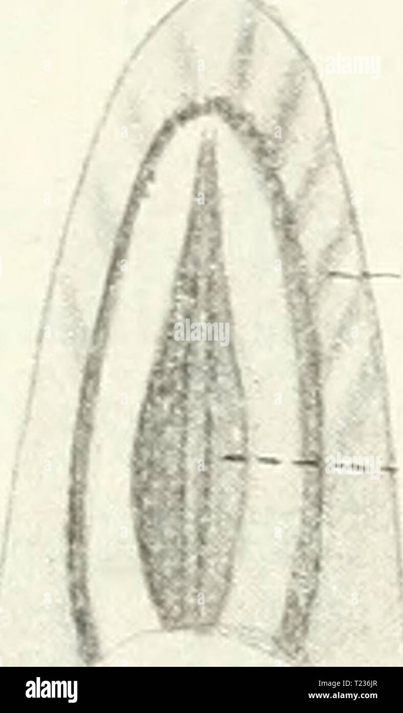 Archiv Bild von Seite 211 Säugetiere Einführung in sterben sterben sterben SÃ¤Ugetiere. EinfÃ¼Hrung in der Anatomie und Systematik der fossilen recenten und Mammalia diesugetiereei 00 webeuoft Jahr: 1904 194 VII. Dariiikaiial. 4 kiefers vervollstÃ¤ndigt (s. Sirenia). Da sterben riaumenleisten / bei SÃ¤ugetieren auftretende Bildungen sind, dÃ¼rfen auch wohl sterben Barten der Cetaceen als Differenzierung derselben aufgefaÃt werdener. Auch das erste Auftreten der embryonale Barten entspricht of this Ansicht, da Sterben Barten - papillen sich wesentlich an den PapillarkÃ¶rper der Gaumenleisten anschlieÃen un Stockfoto