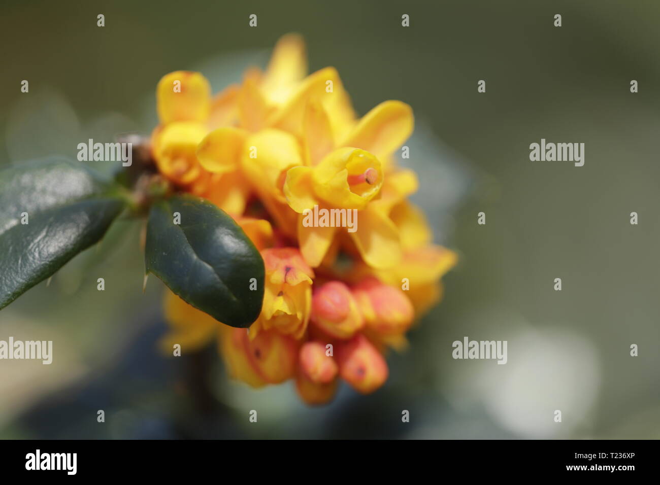 Ilex aquifolium mit orangen Blüten Stockfoto