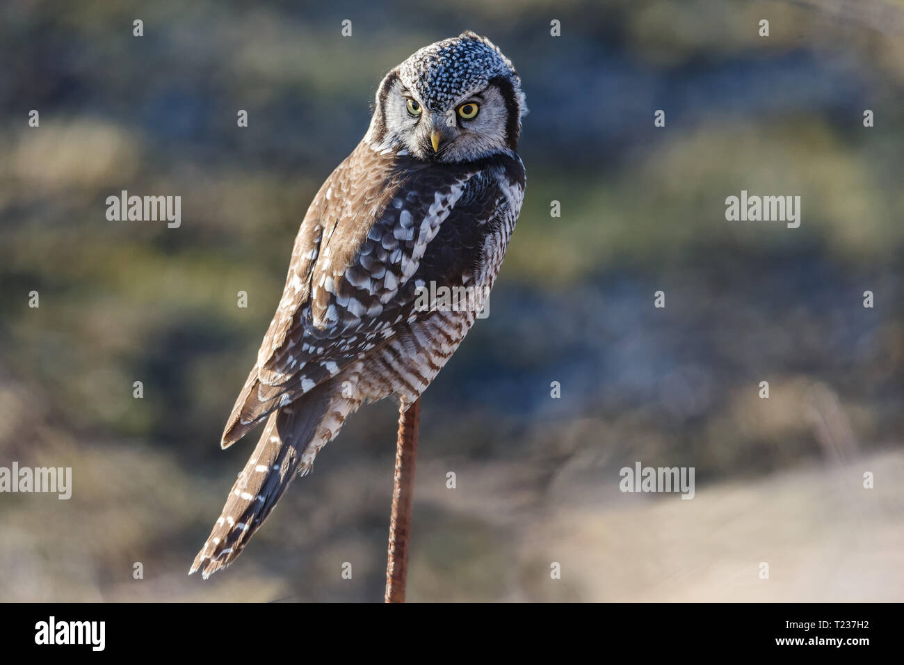 Northern Hawk Owl thront die Jagd im Winter, bei Vancouver BC Kanada Feb. 2019 Stockfoto