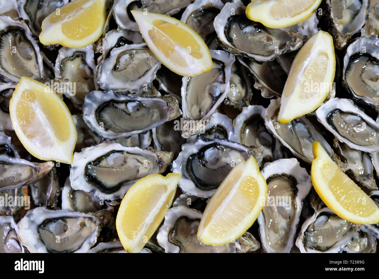 Lecker Platte der Französischen Austern mit Zitrone als einen farbigen Hintergrund angezeigt. Stockfoto